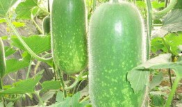 吃瓜事件网红九月份,盘点热点瞬间与幕后真相