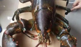 骚年龙虾爆料视频播放,视频播放背后的惊人数据与现象