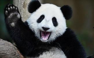 娱乐吃瓜大熊猫